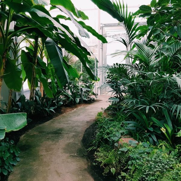 photography of pathway surrounded by plants.jpg